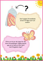 Insekter - Livscykler - 40 sidor