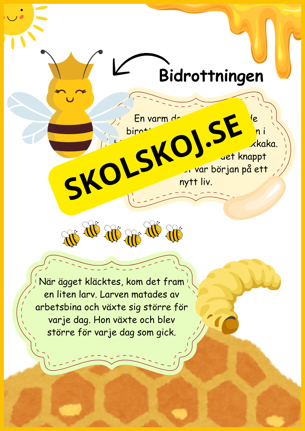 Insekter - Livscykler - 40 sidor