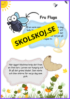 Insekter - Livscykler - 40 sidor