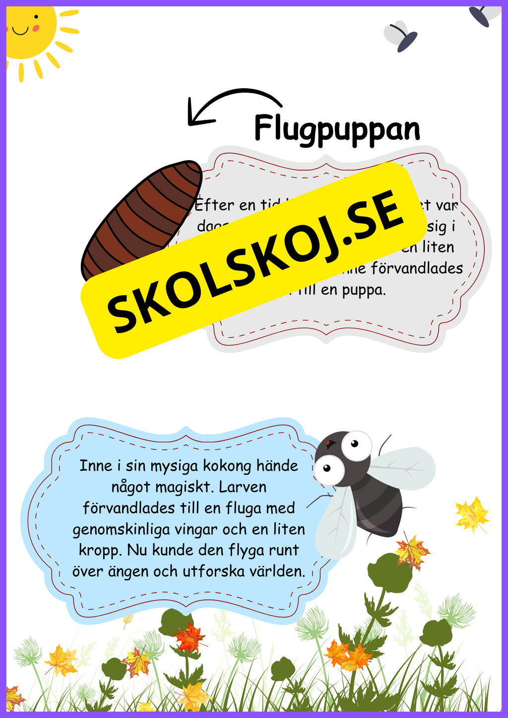 Insekter - Livscykler - 40 sidor