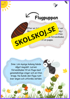 Insekter - Livscykler - 40 sidor