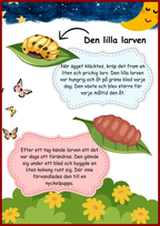 Insekter - Livscykler - 40 sidor