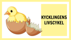 Kycklingens livscykel