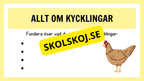 Kycklingens livscykel