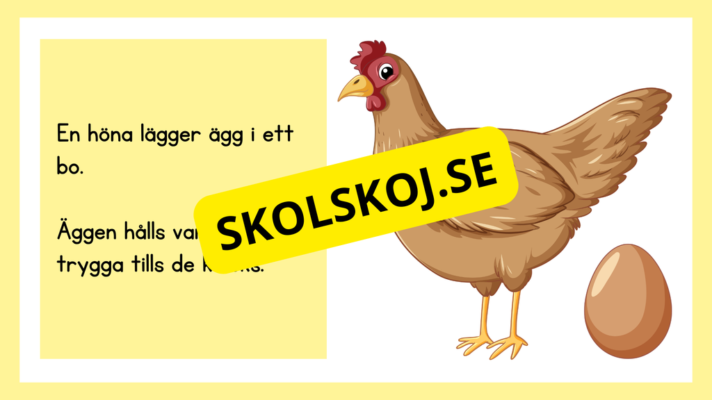 Kycklingens livscykel