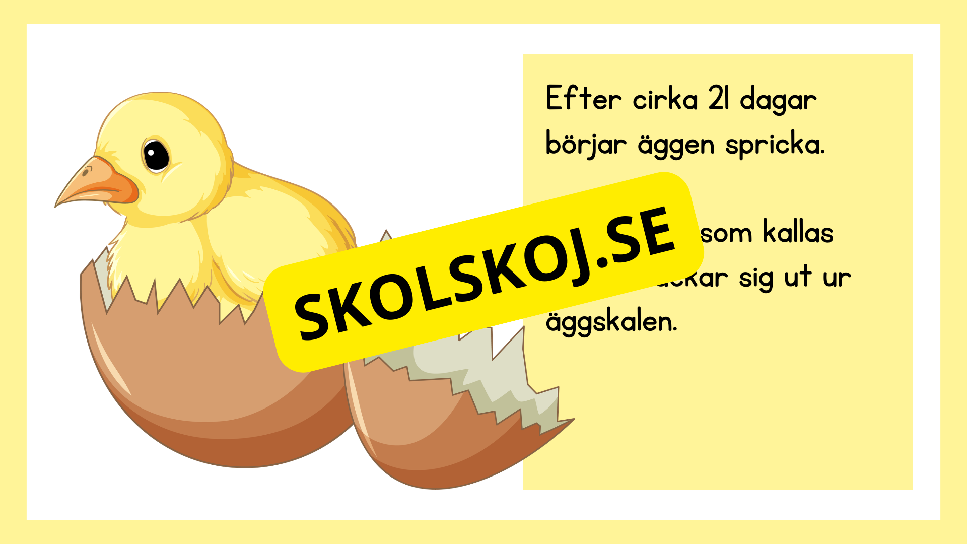 Kycklingens livscykel