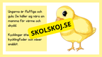 Kycklingens livscykel