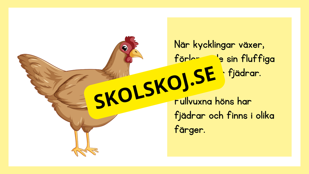 Kycklingens livscykel