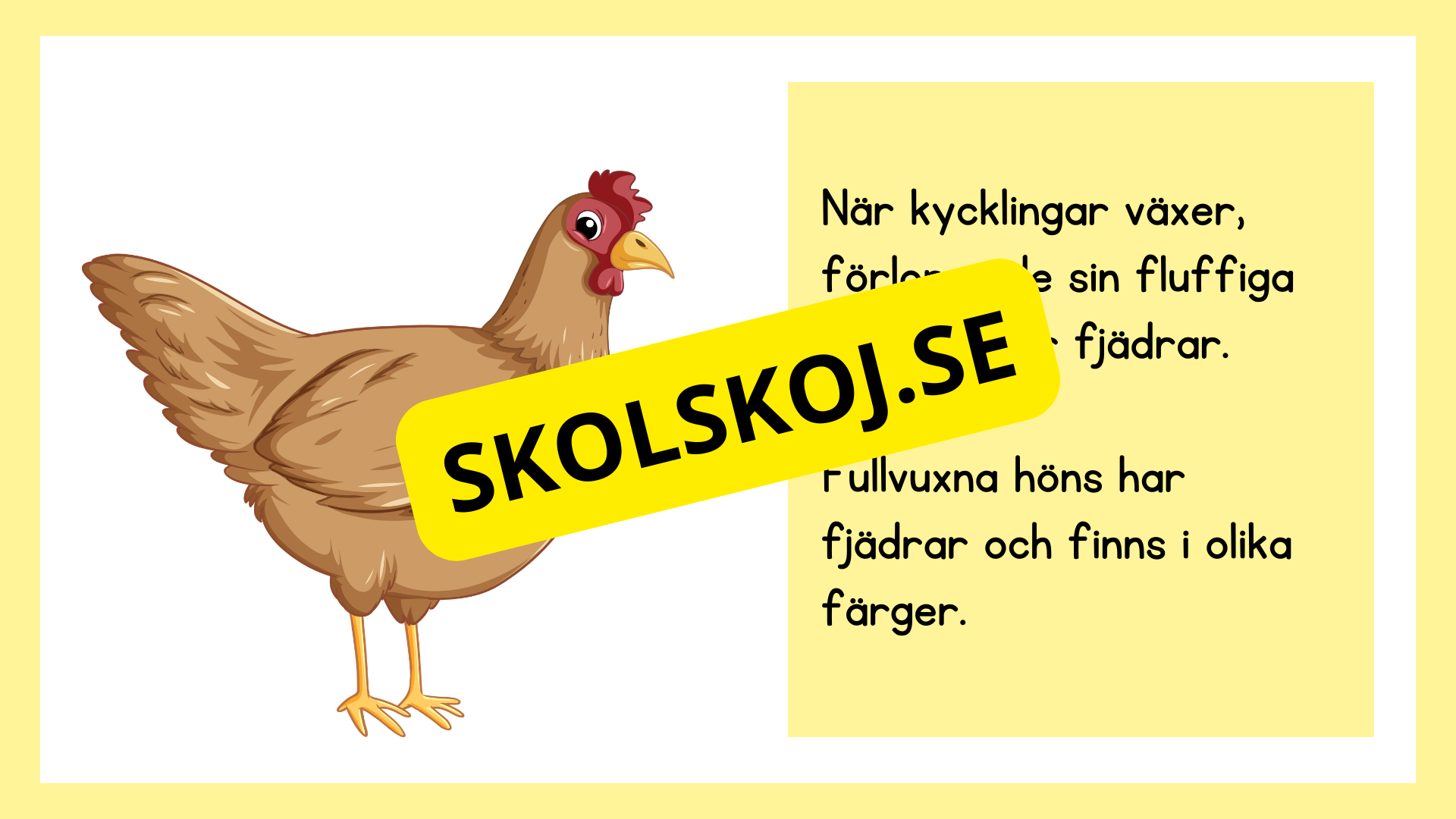 Kycklingens livscykel