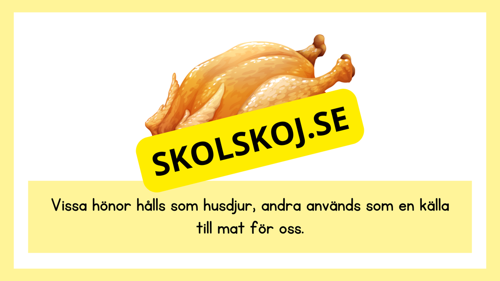 Kycklingens livscykel
