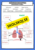 Människokroppen - Andningssystemet - Arbetsblad och facit