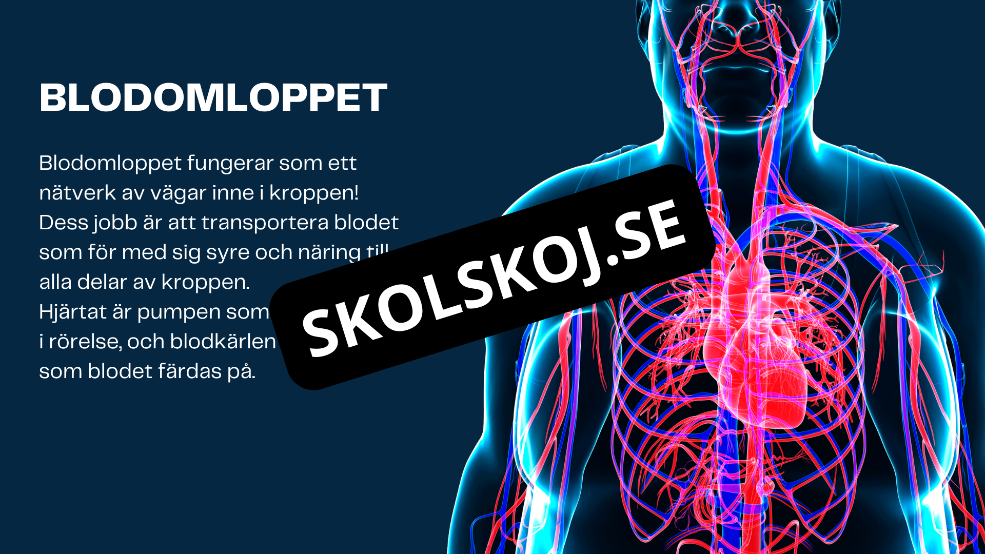 Människokroppen - Årskurs 7 - 9
