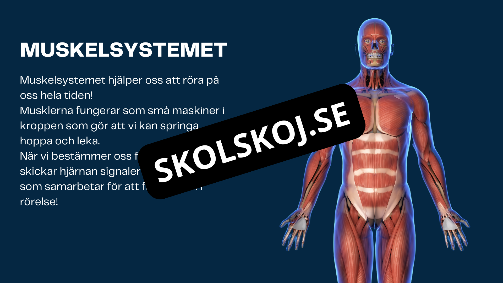 Människokroppen - Årskurs 7 - 9