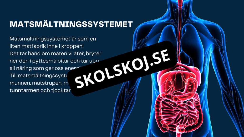 Människokroppen - Årskurs 7 - 9