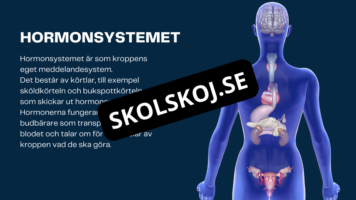 Människokroppen - Årskurs 7 - 9