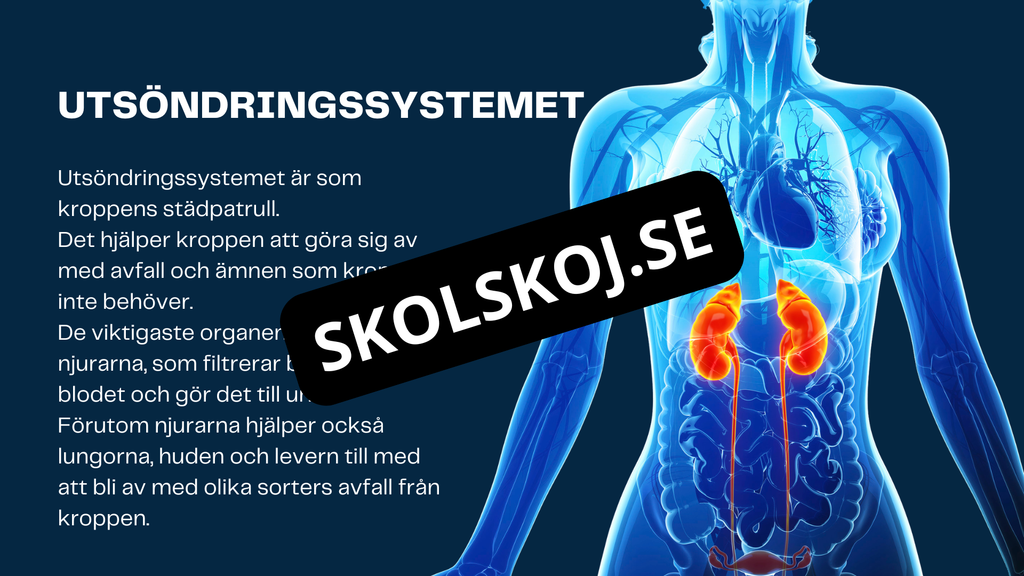 Människokroppen - Årskurs 7 - 9