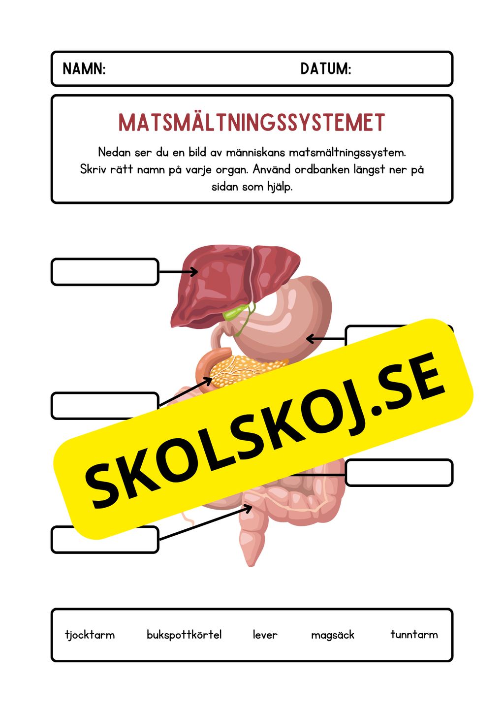 Matsmältningssystemet – Märk ut organen