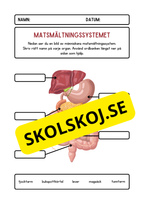Matsmältningssystemet – Märk ut organen
