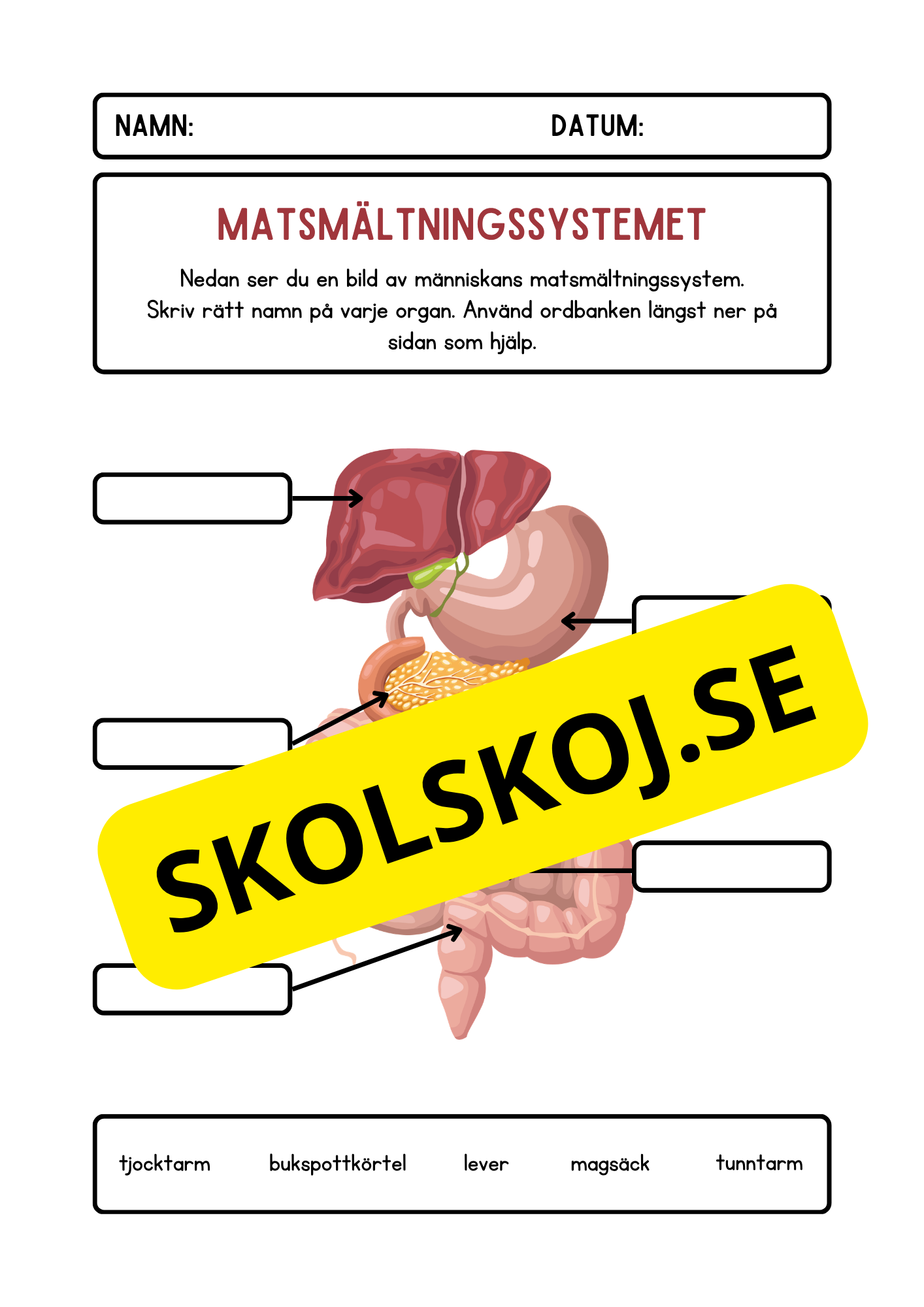 Matsmältningssystemet – Märk ut organen