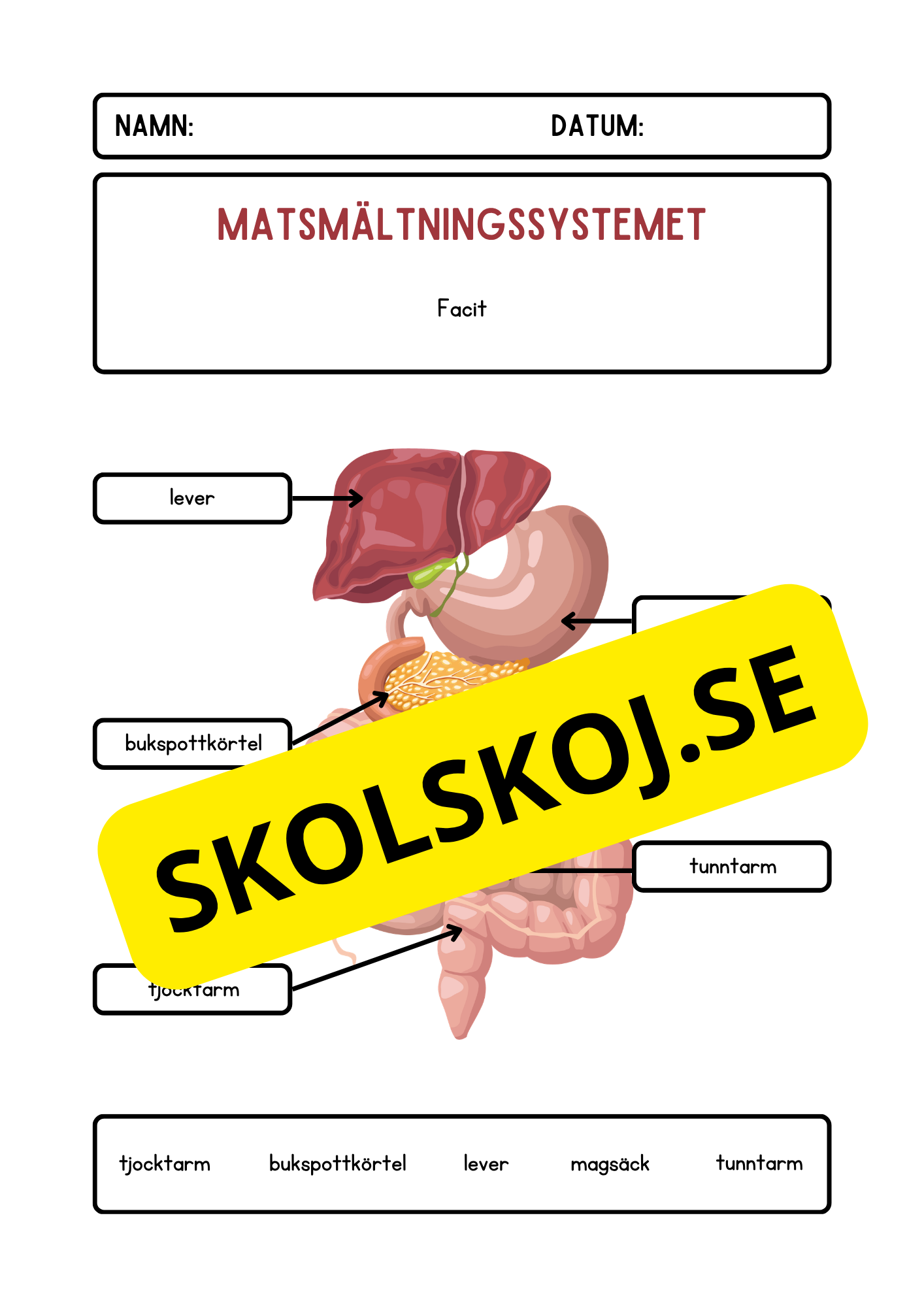 Matsmältningssystemet – Märk ut organen