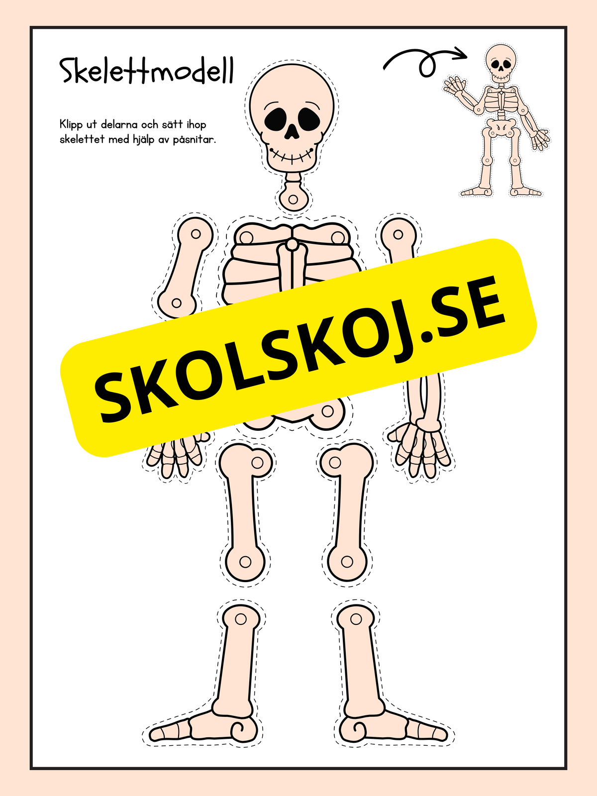 Skelettmodell