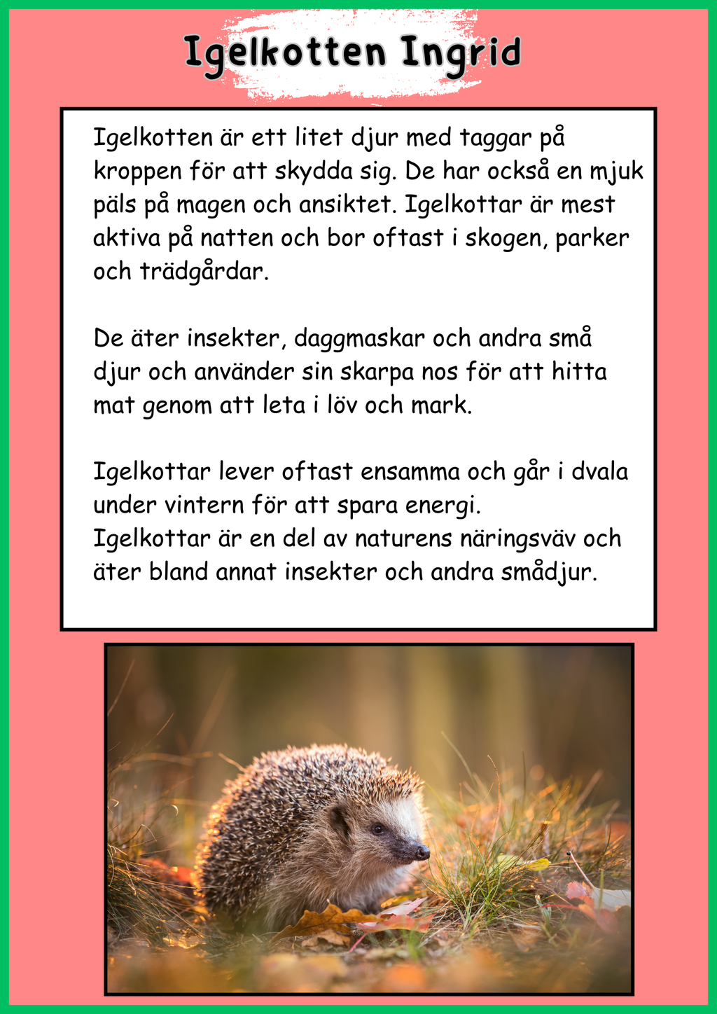 Skogens djur - Igelkott - Fakta - Läsförståelse