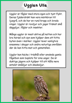 Skogens djur - Uggla - Fakta - Läsförståelse
