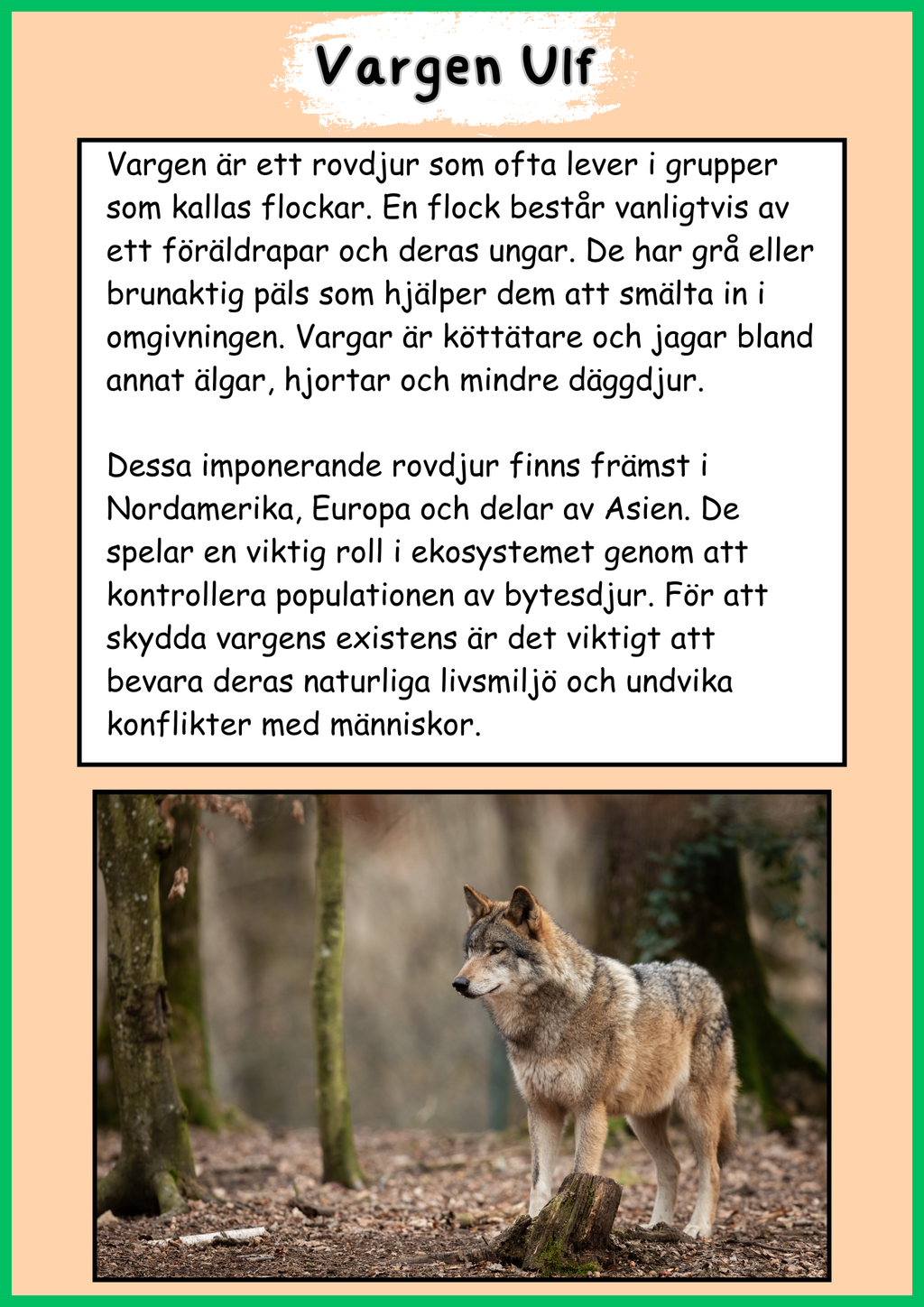 Skogens djur - Vargen - Fakta - Läsförståelse