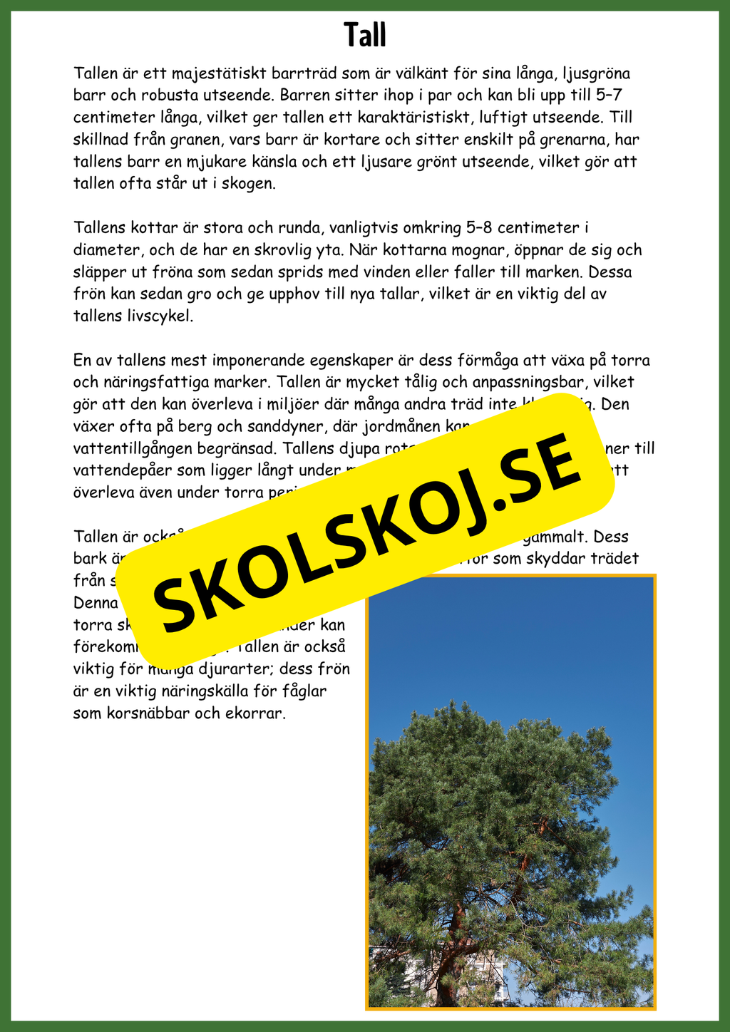 Upptäck barrskogen - Barrskogens träd - Årskurs 3 - 6