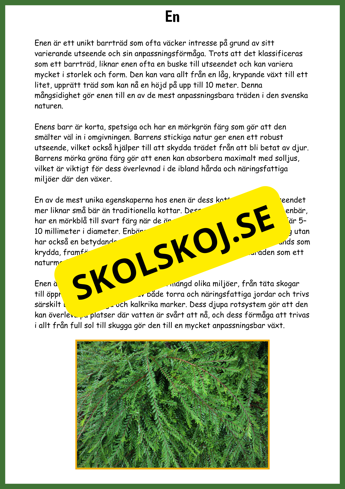 Upptäck barrskogen - Barrskogens träd - Årskurs 3 - 6