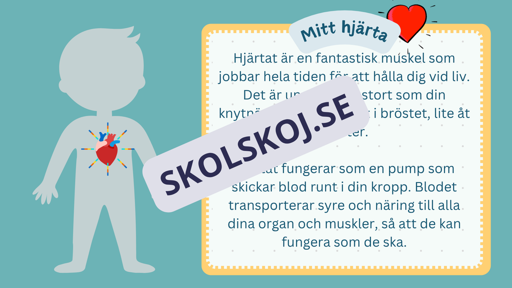 Utforska kroppen - Kroppens organ - Interaktiv lektion och övningar