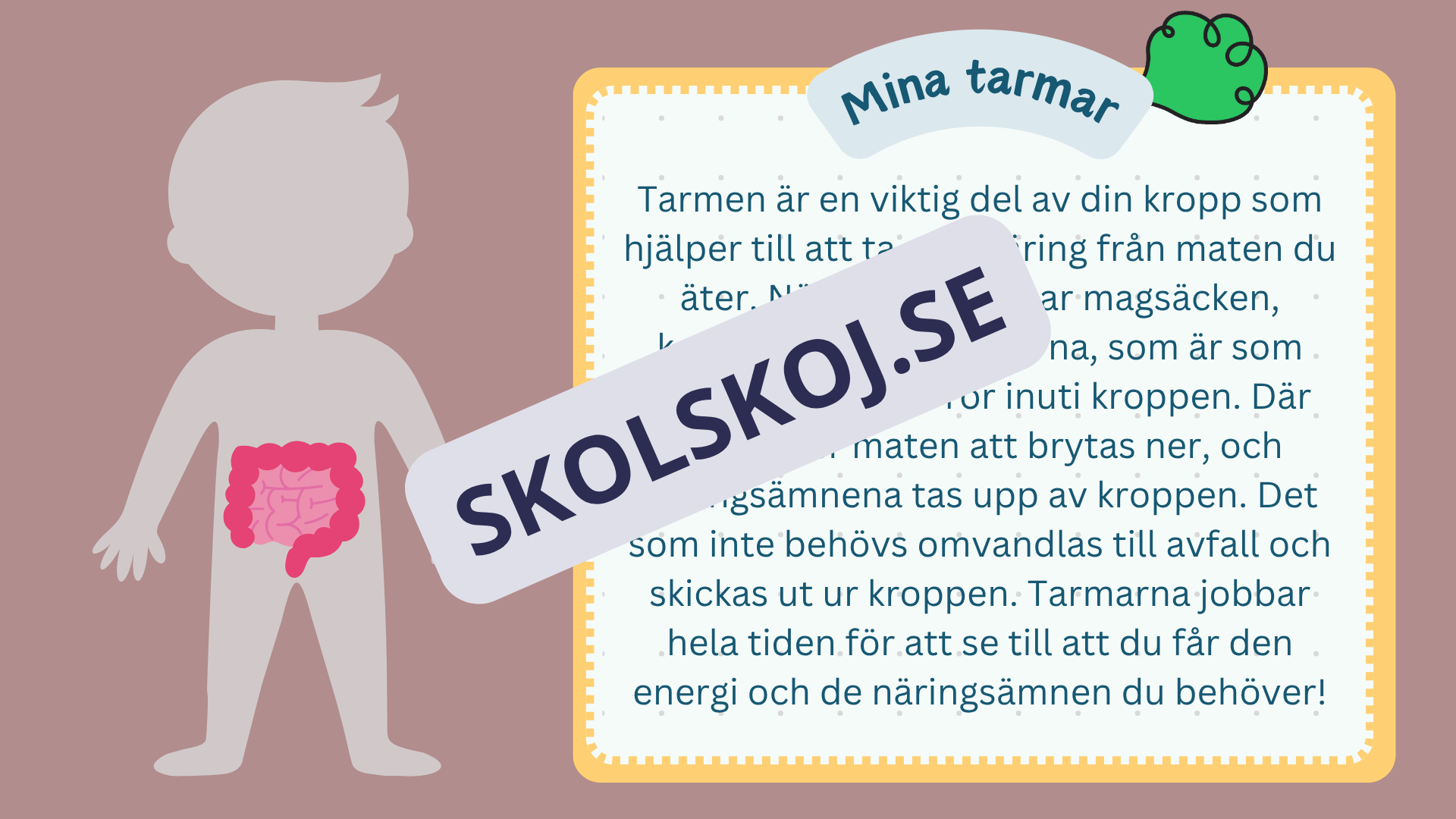 Utforska kroppen - Kroppens organ - Interaktiv lektion och övningar
