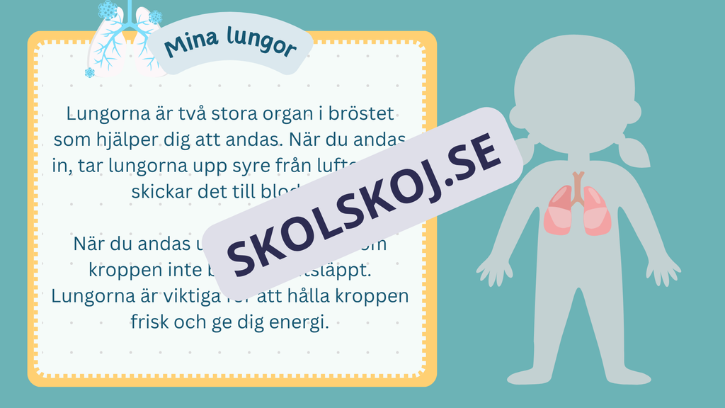 Utforska kroppen - Kroppens organ - Interaktiv lektion och övningar