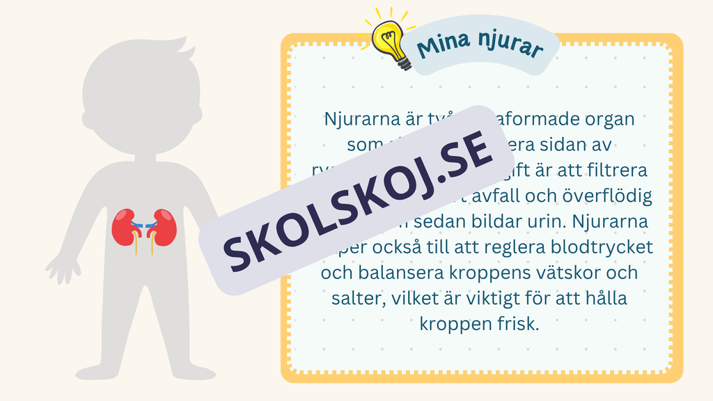 Utforska kroppen - Kroppens organ - Interaktiv lektion och övningar