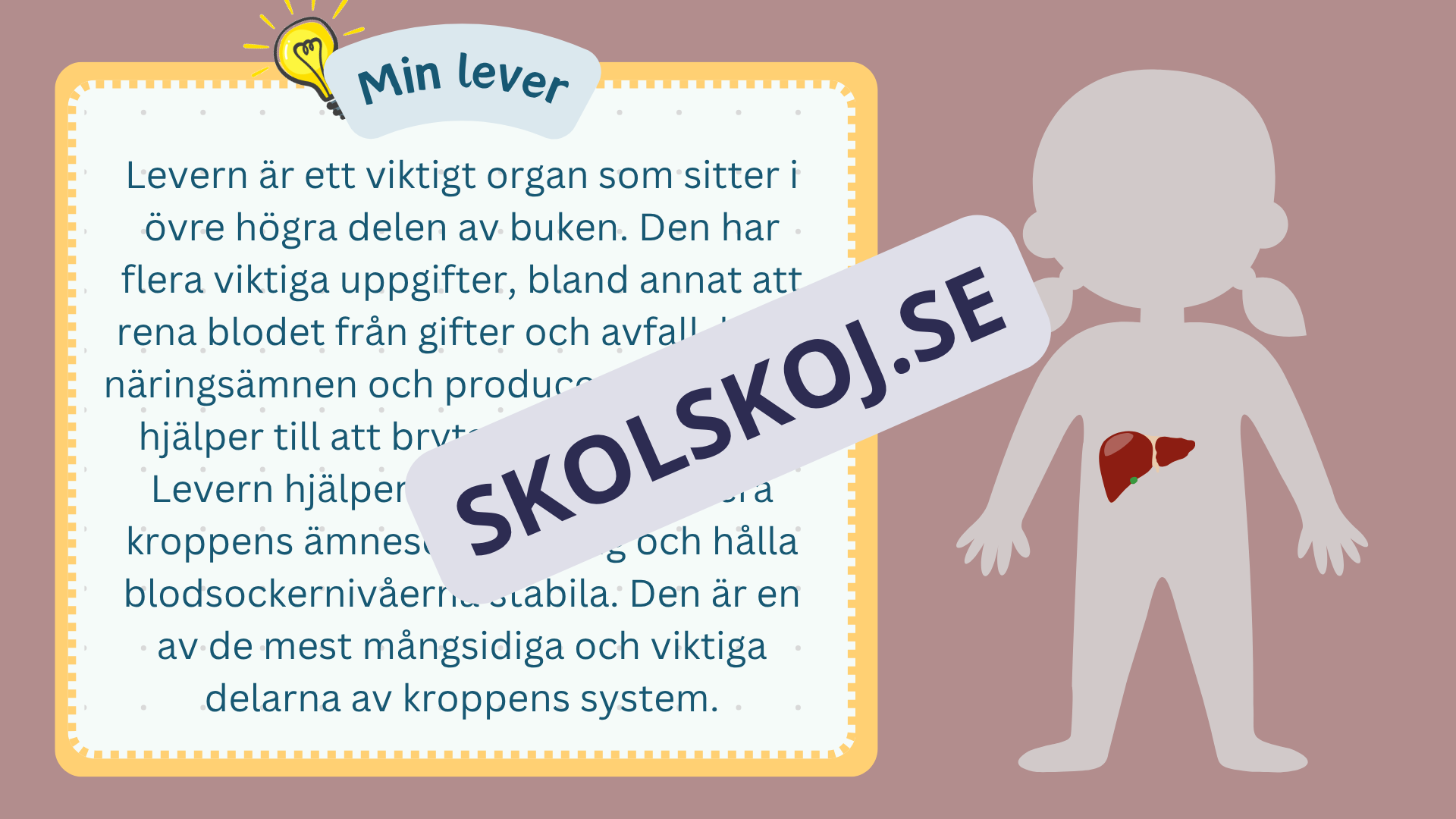 Utforska kroppen - Kroppens organ - Interaktiv lektion och övningar