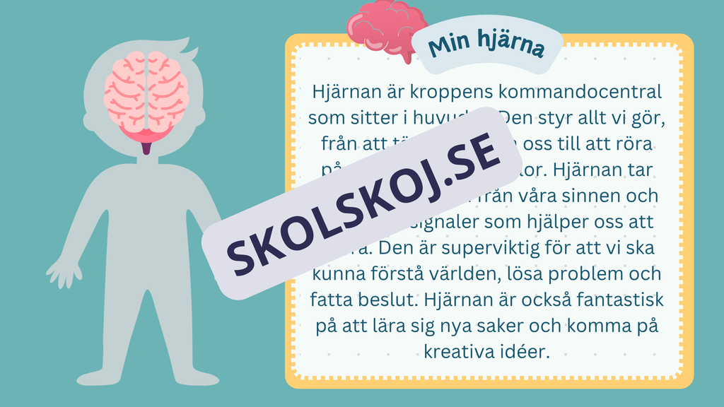 Utforska kroppen - Kroppens organ - Interaktiv lektion och övningar