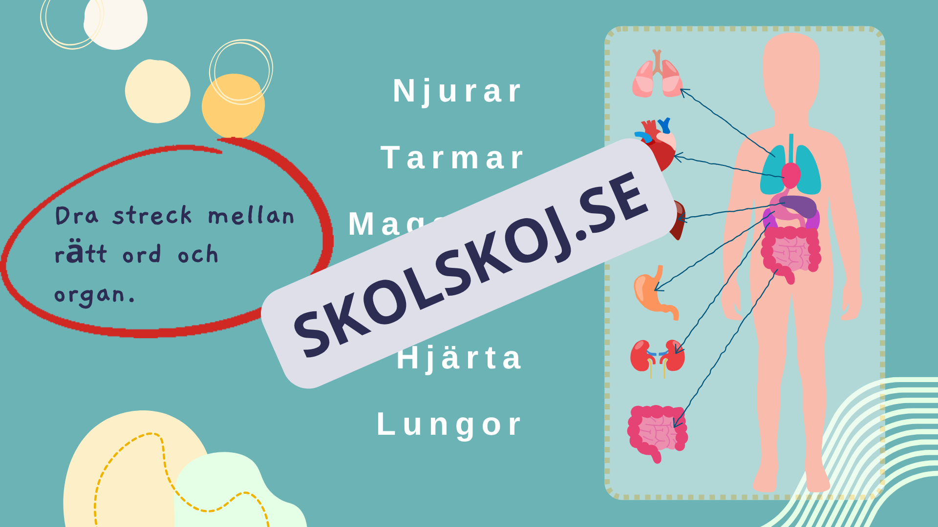 Utforska kroppen - Kroppens organ - Interaktiv lektion och övningar