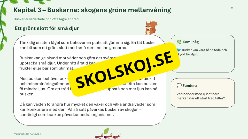 Växter i skogen - NO - Årskurs 4 - 6