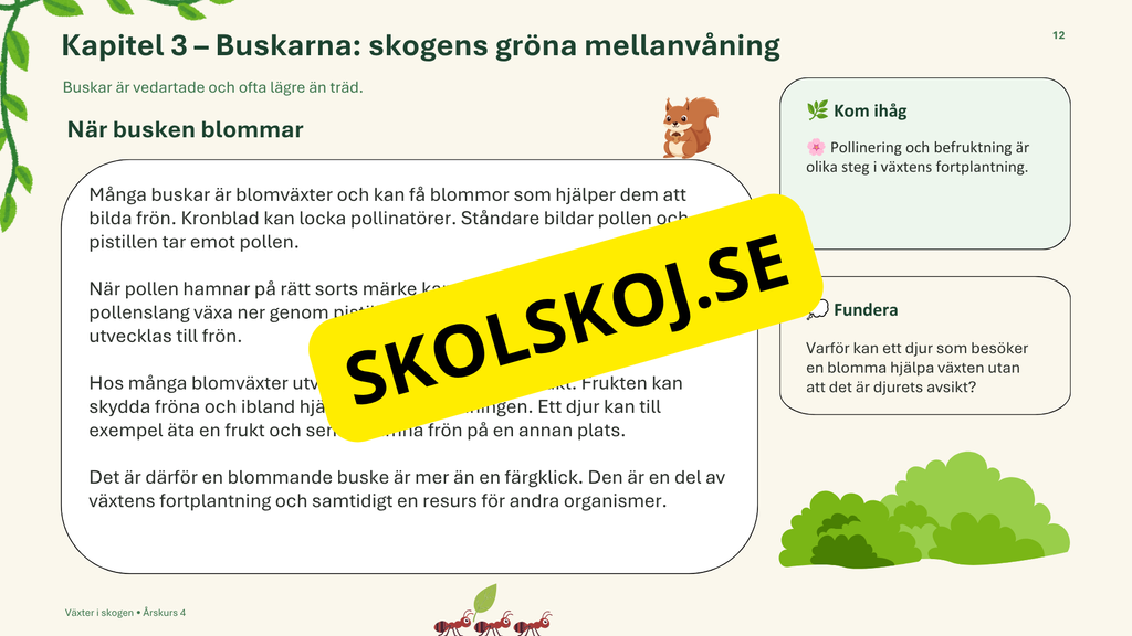 Växter i skogen - NO - Årskurs 4 - 6