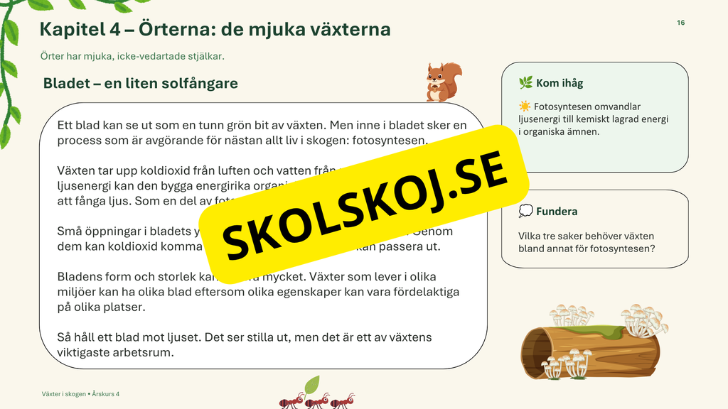 Växter i skogen - NO - Årskurs 4 - 6