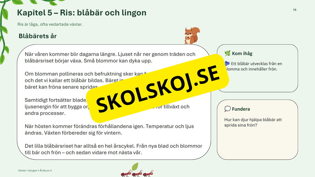 Växter i skogen - NO - Årskurs 4 - 6