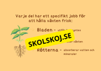 Växternas liv - Häfte - Årskurs 3 - 6