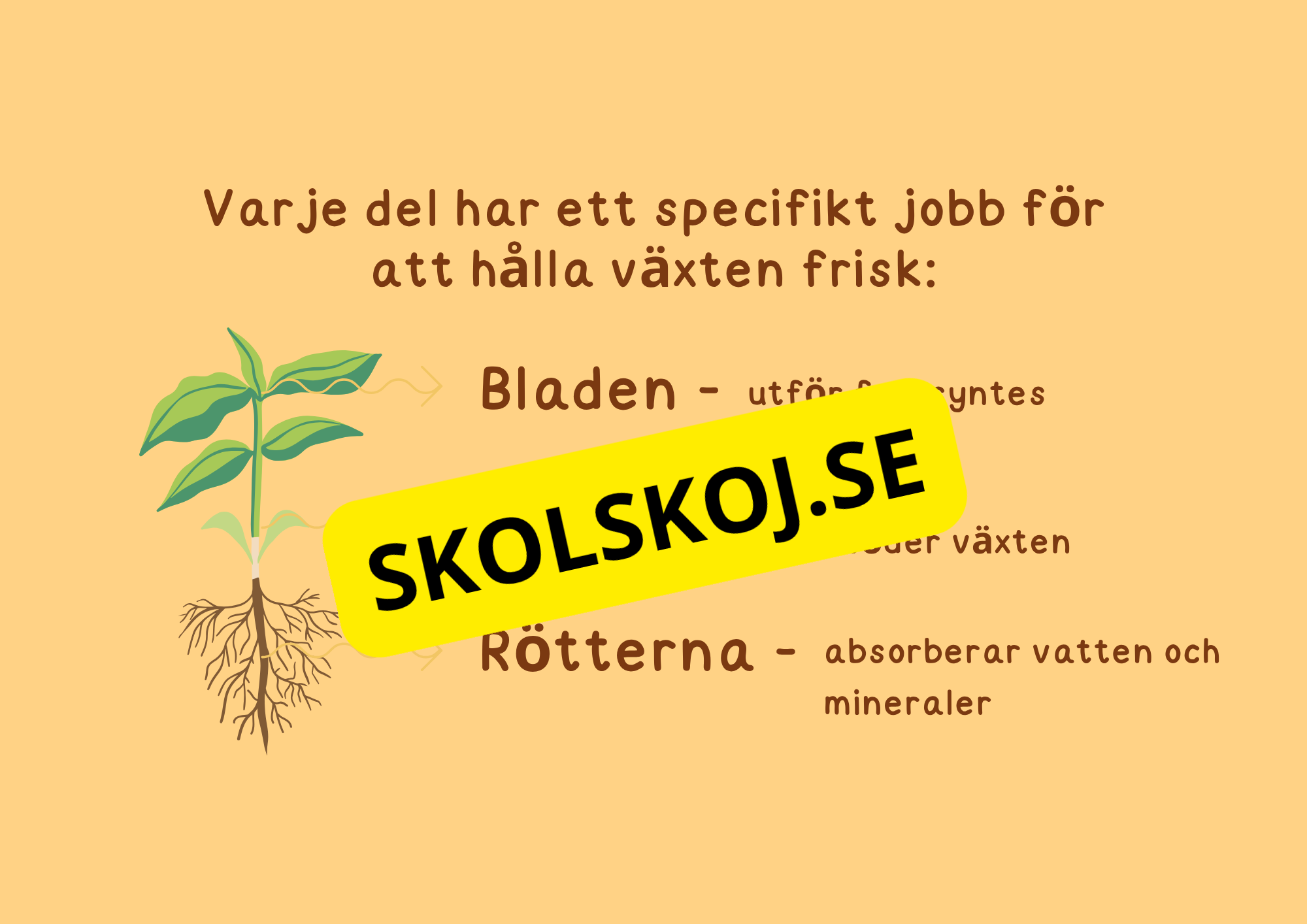 Växternas liv - Häfte - Årskurs 3 - 6