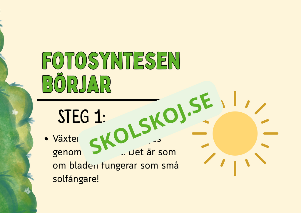 Fotosyntes - Häfte - Årskurs 4 - 5