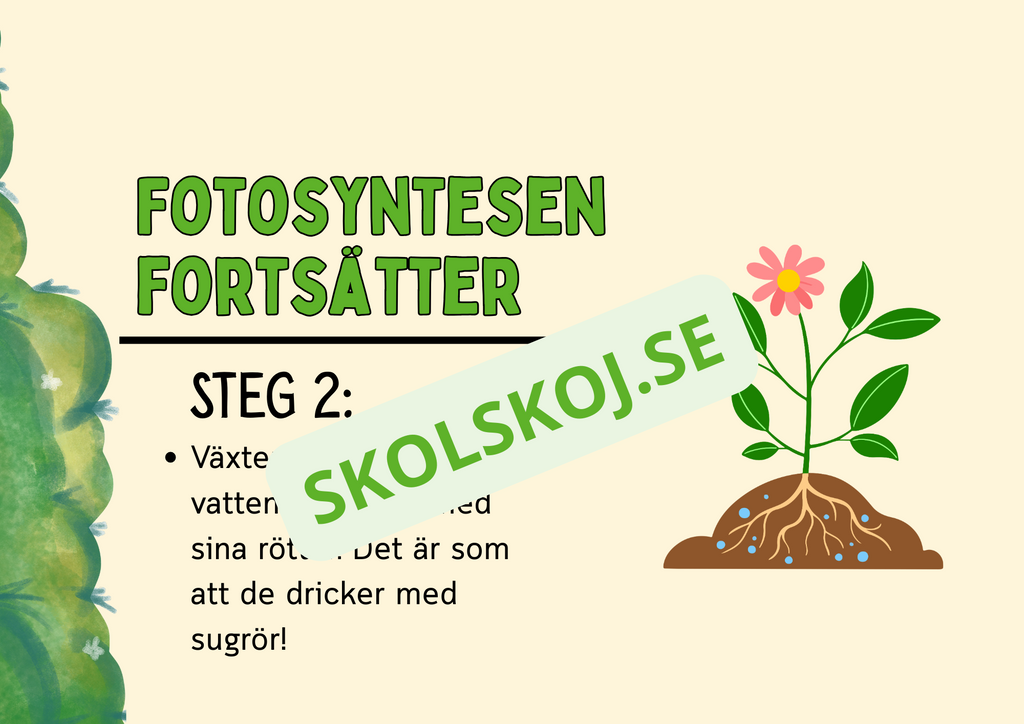 Fotosyntes - Häfte - Årskurs 4 - 5