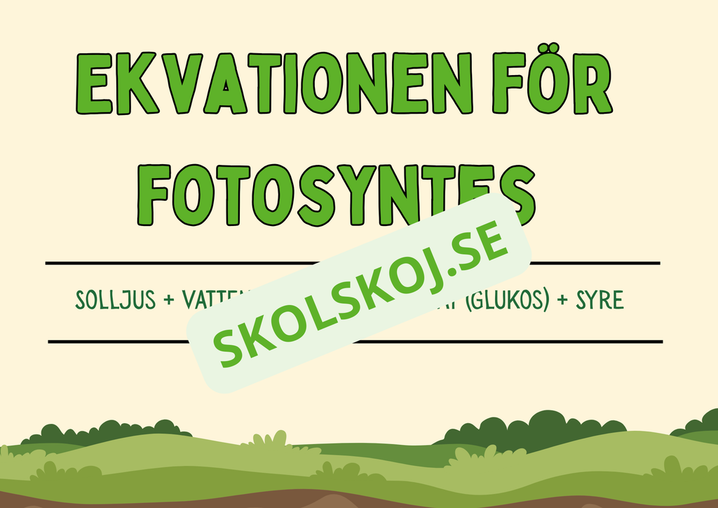 Fotosyntes - Häfte - Årskurs 4 - 5