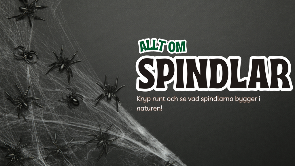 Allt om spindlar - Presentation + frågor