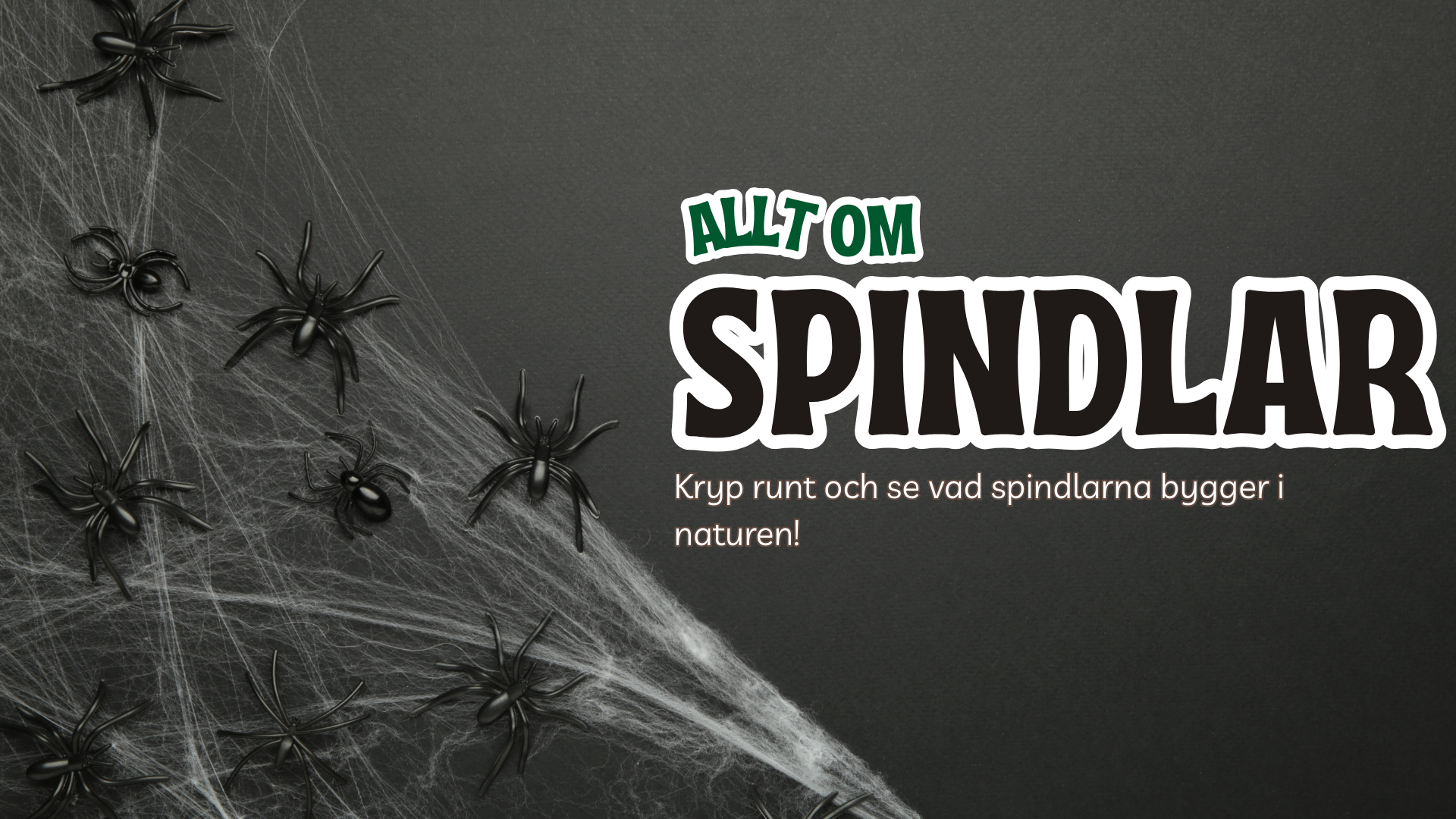 Allt om spindlar - Presentation + frågor
