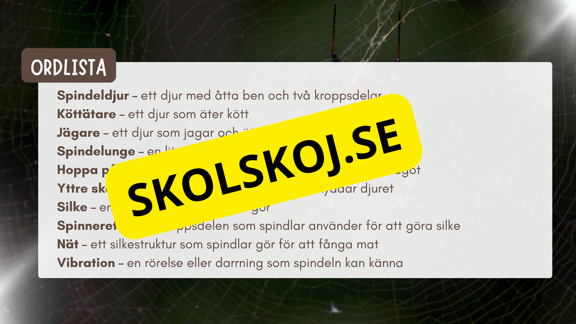 Allt om spindlar - Presentation + frågor