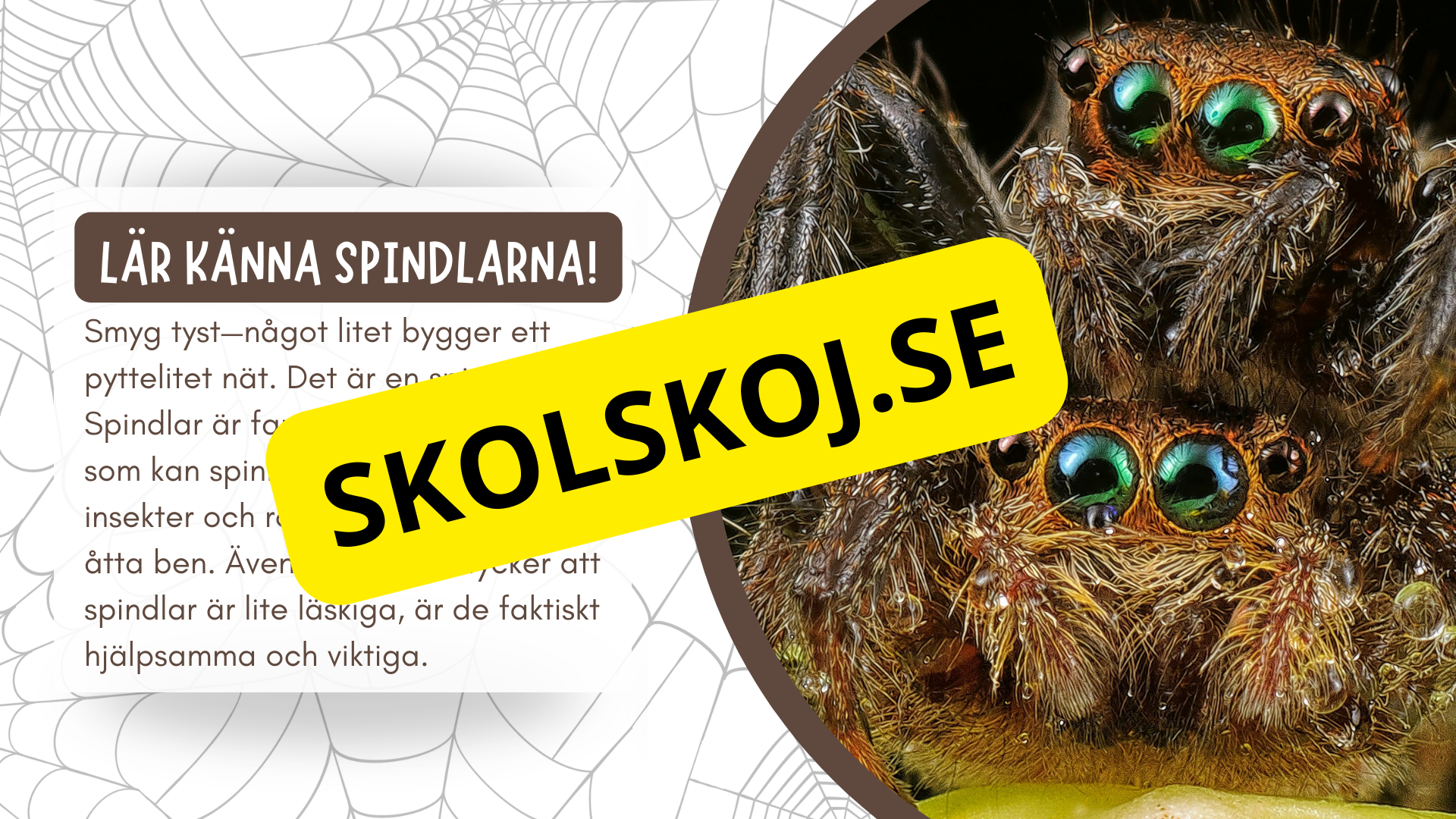 Allt om spindlar - Presentation + frågor